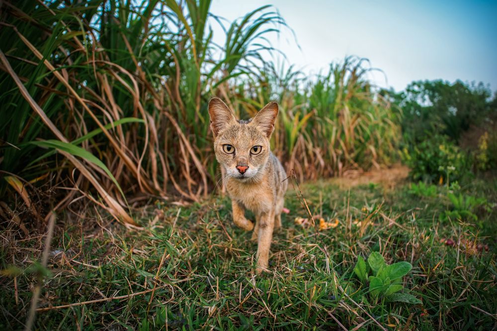 Фотография автора Pramit Karmakar
