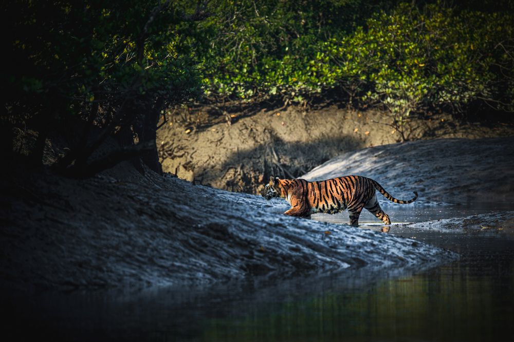 Фотография автора Pramit Karmakar