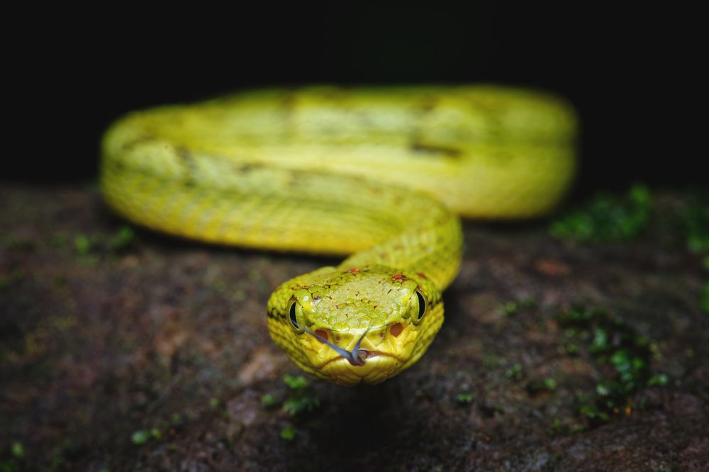 Фотография автора Pramit Karmakar