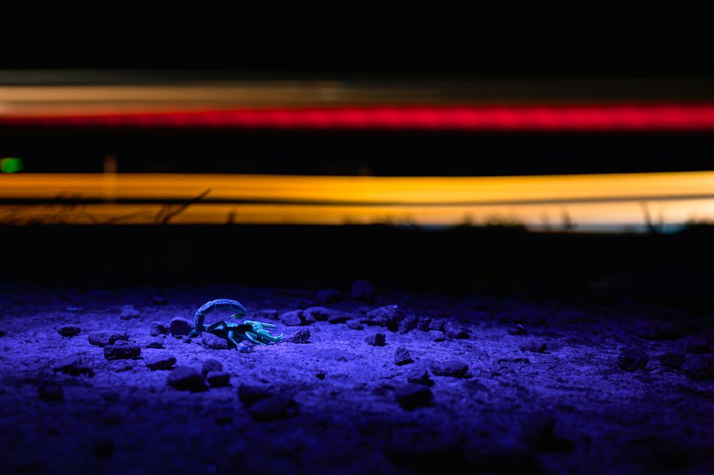 Фотография автора Pramit Karmakar