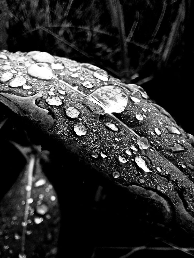 Жимолость после дождя