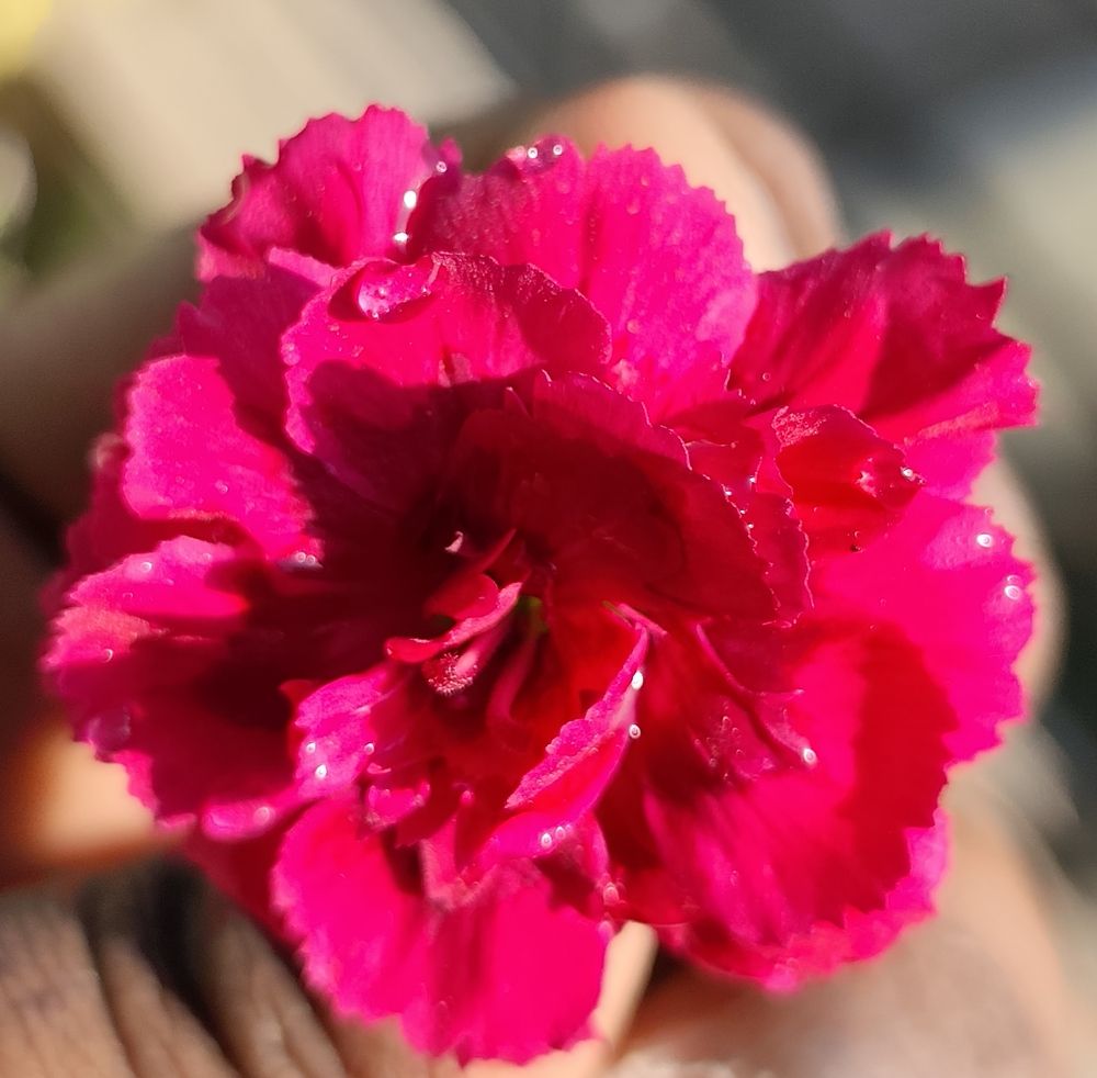A beautiful flower with power of mind
