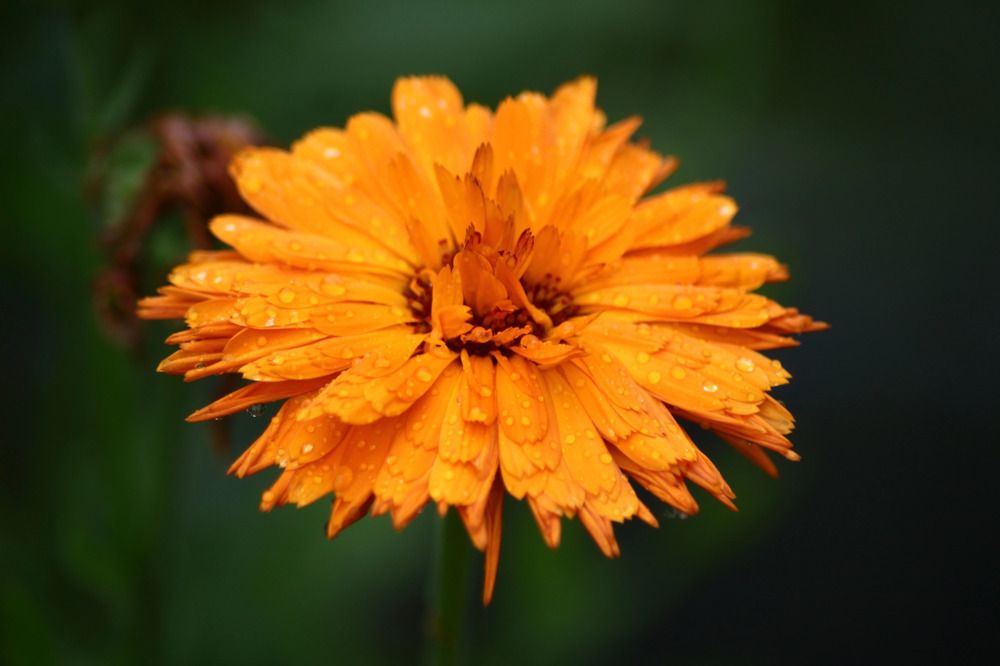 Photograph by Елена Наленч