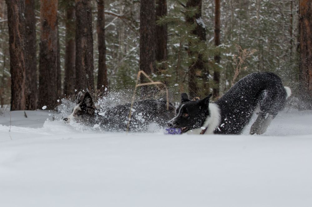 Photograph by Татьяна Арендаренко