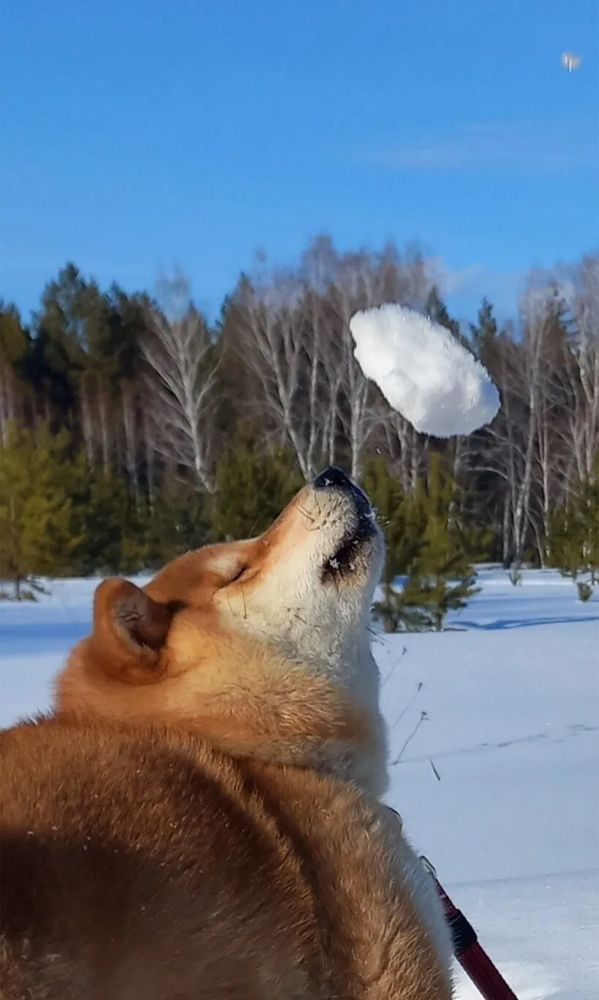 Фотография автора Наталья Крутицких