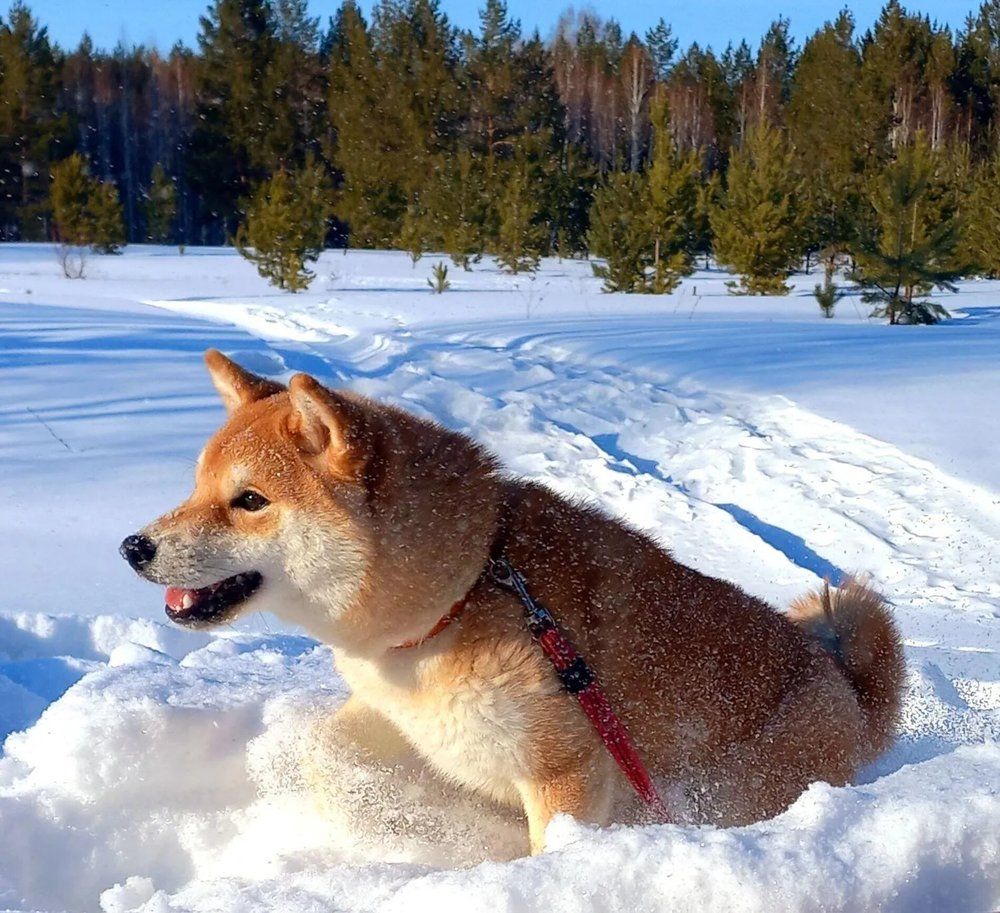 Фотография автора Наталья Крутицких