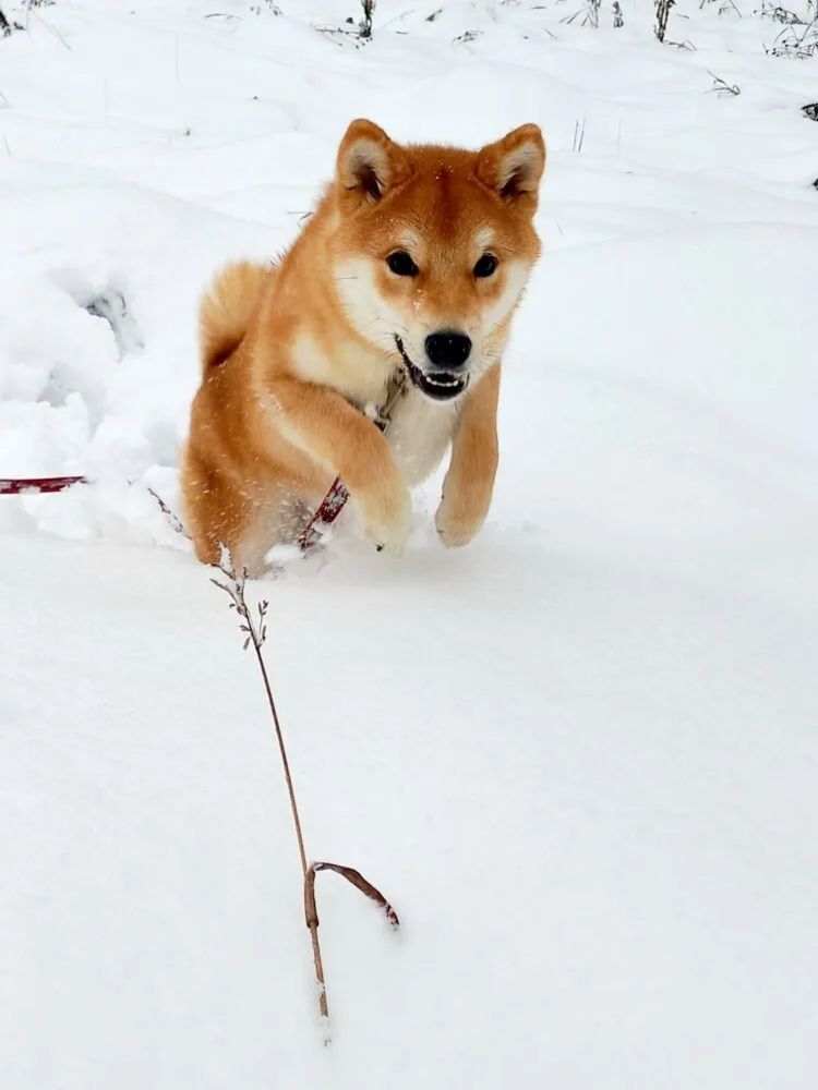 Фотография автора Наталья Крутицких