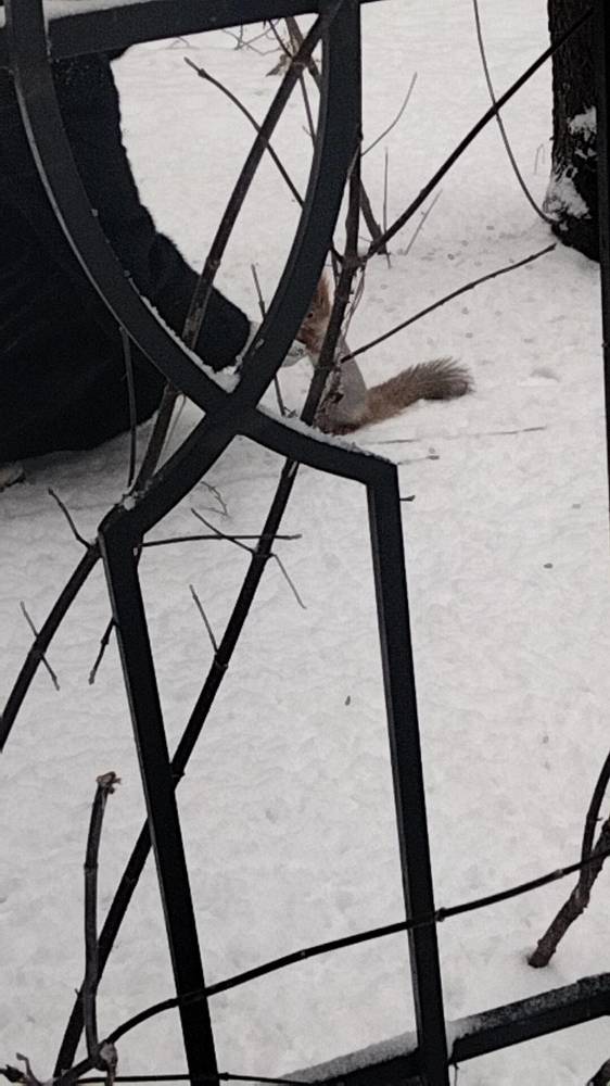 Photo #11752352