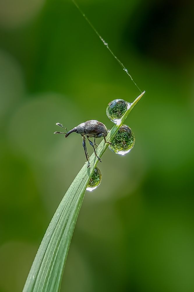 Photograph by Rahul Dey Bittu