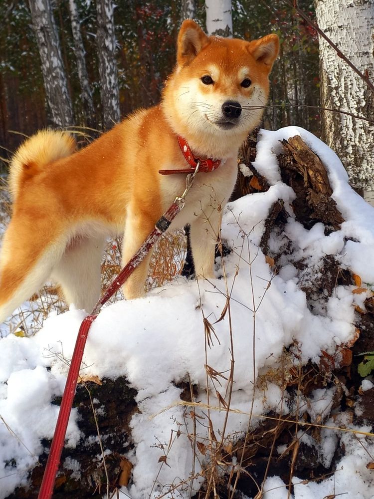 Фотография автора Наталья Крутицких