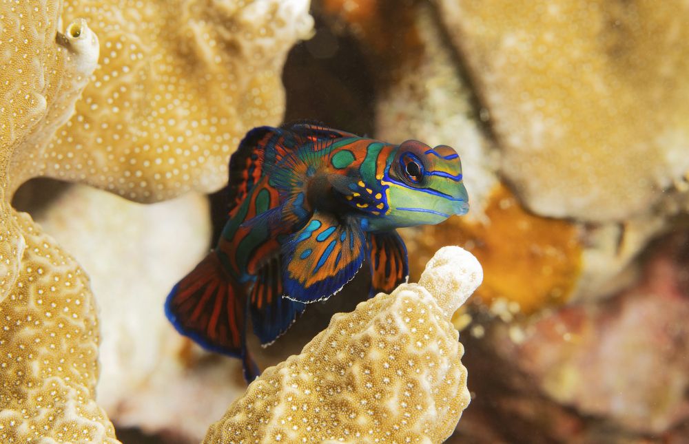 Фотография автора Димитрий Евтушик