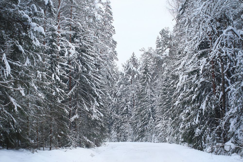 Photograph by Елена Федорова