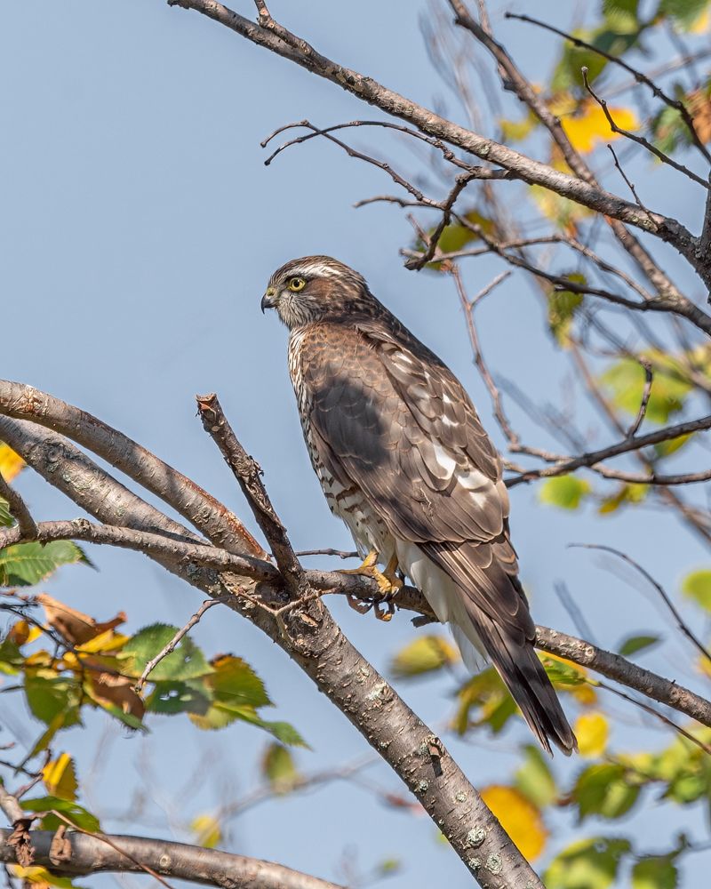 Ястреб - перепелятник