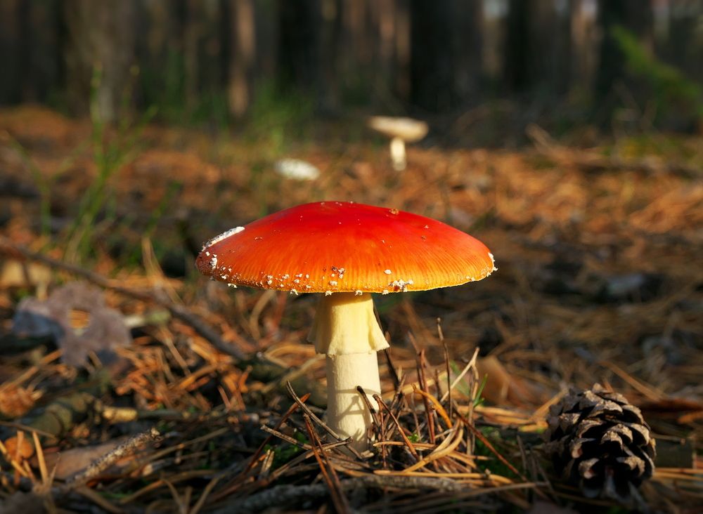 Фотография автора Евгений Трофимов