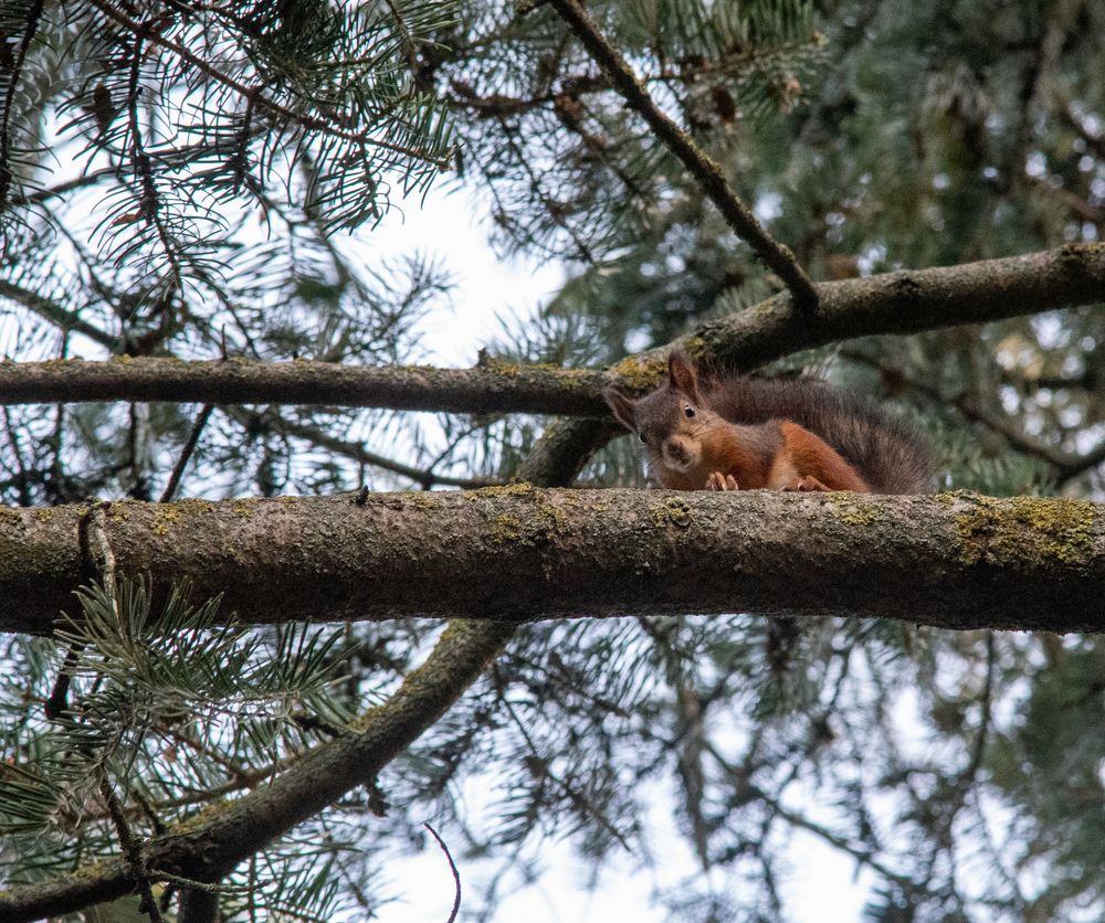 Фотография автора Aliaksandr Shautsou