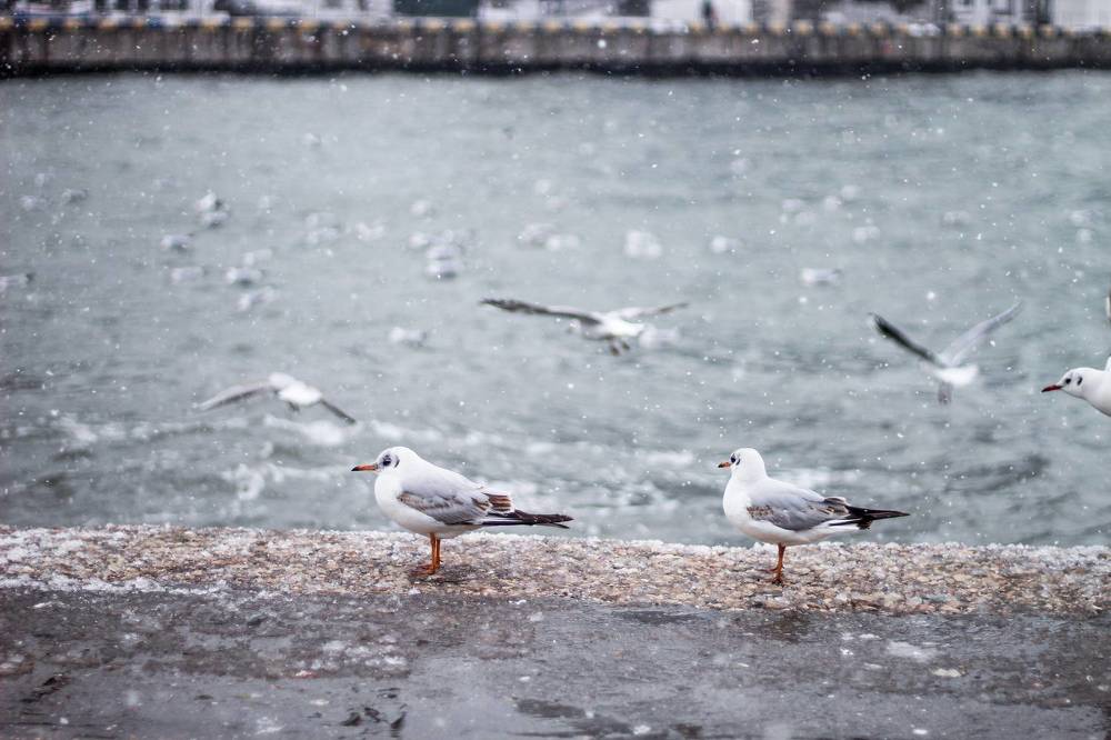 Photograph by Артём Гуцалюк