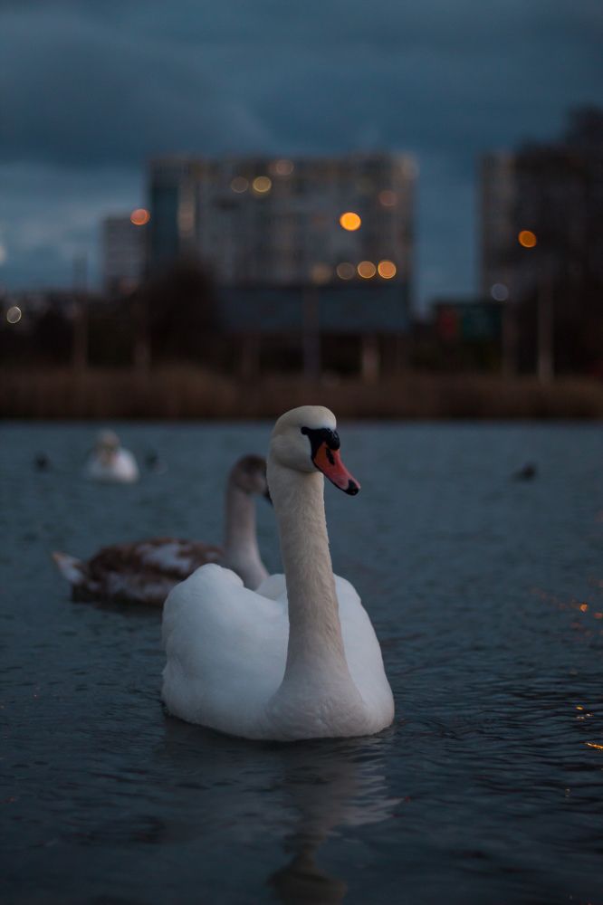 Photograph by Артём Гуцалюк