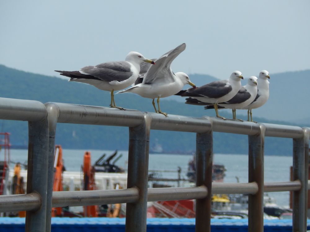 Все стоят. Одна прилетела.