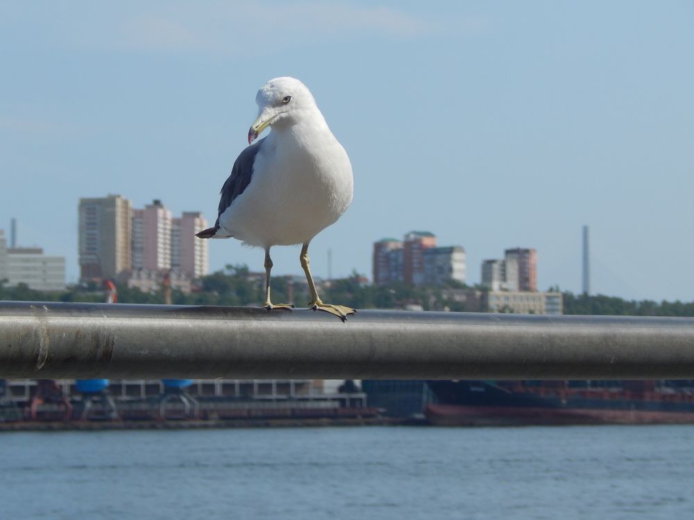 Крылатая модель.