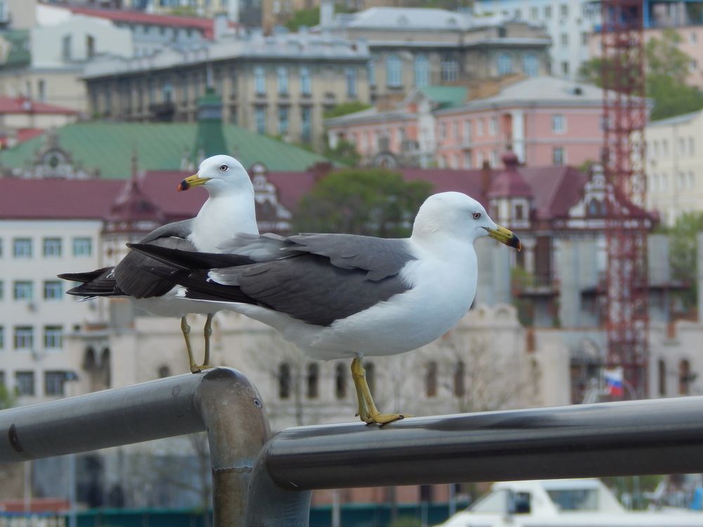 На разных перилах. В разные стороны.