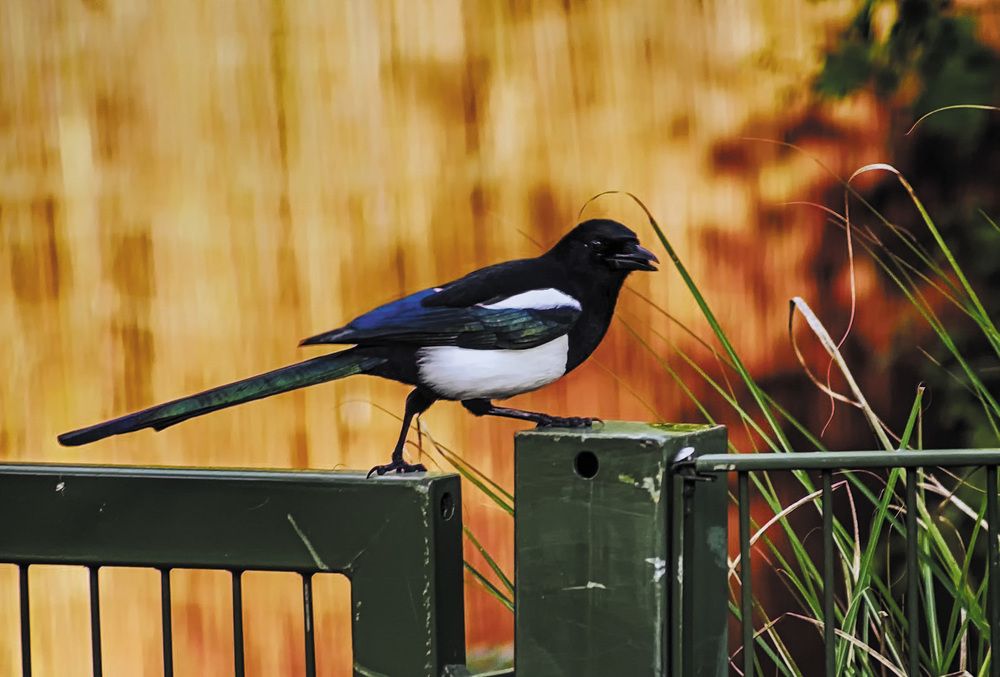 Фотография автора Александр