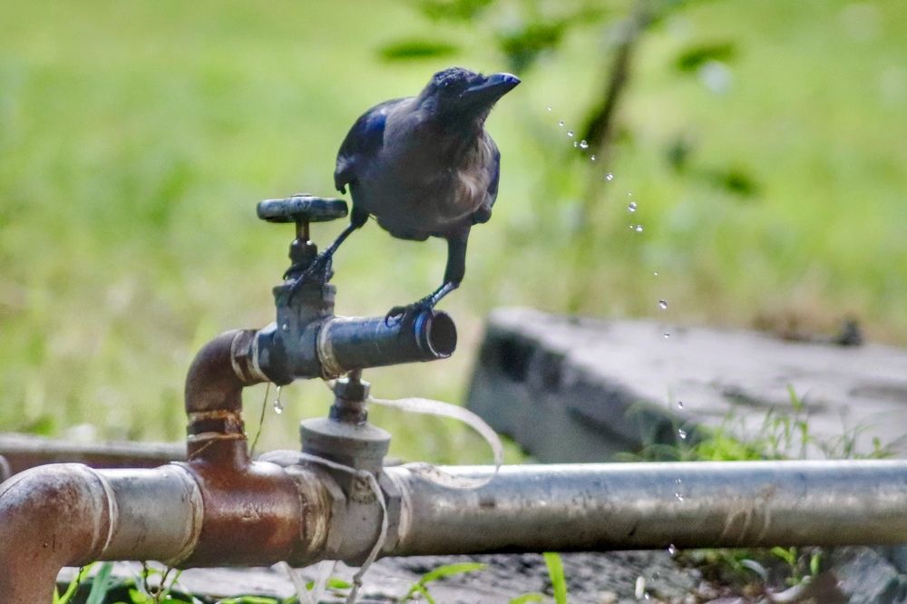 Фотография автора Washiful Majid