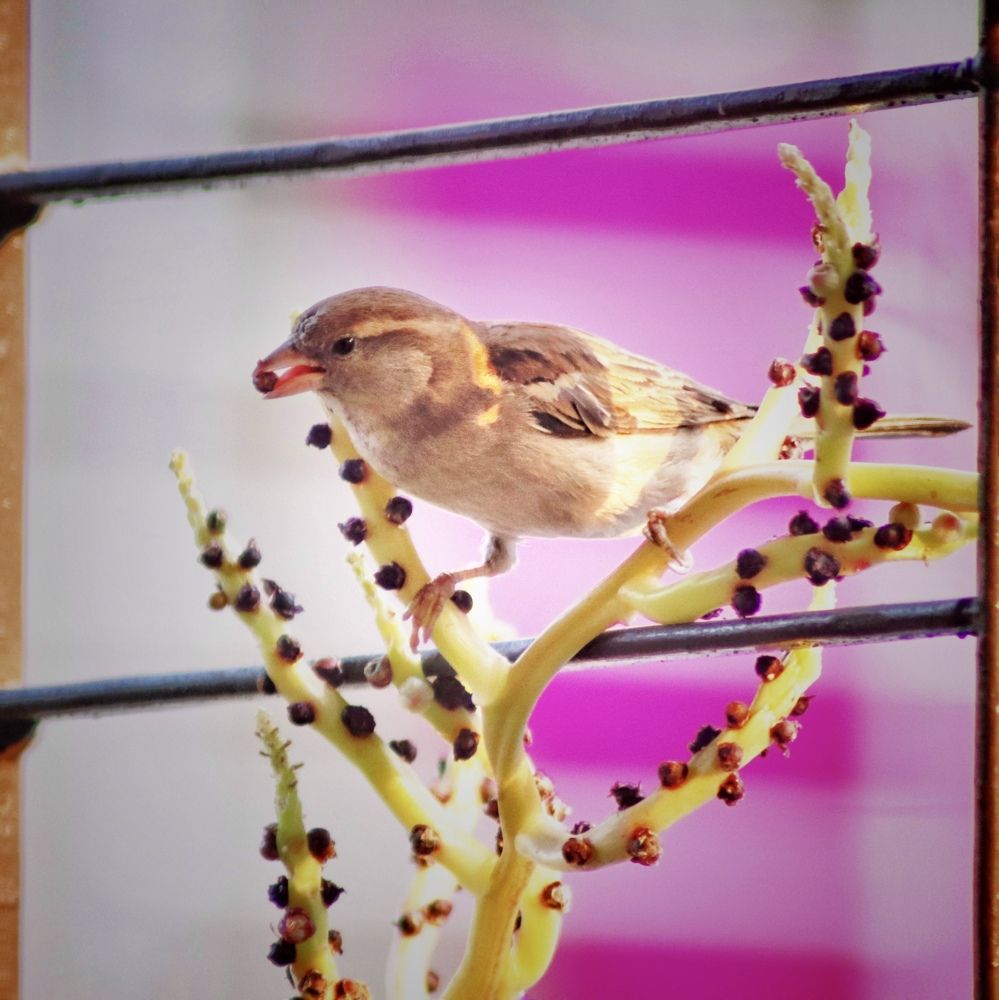 Фотография автора Washiful Majid