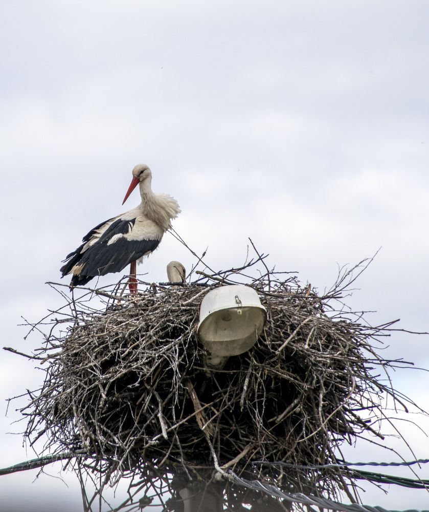Photograph by Дария Ризниченко