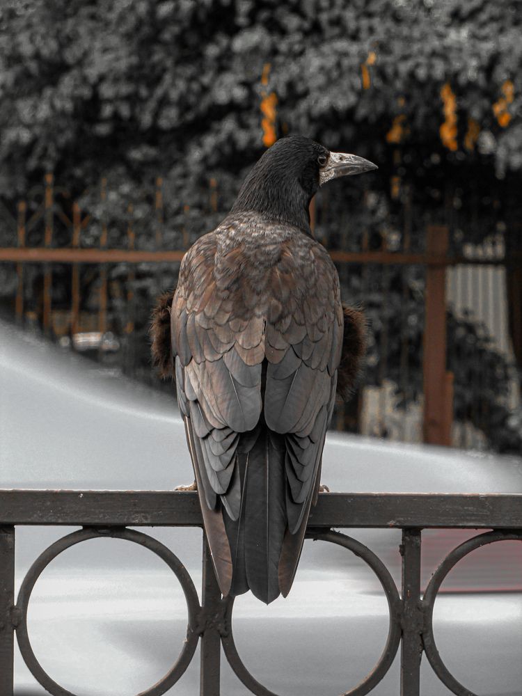 Photograph by Игорь Сухаревич