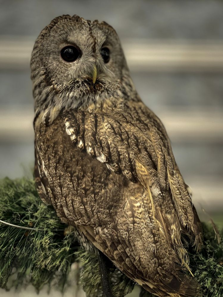 Photograph by Марина Фомичева