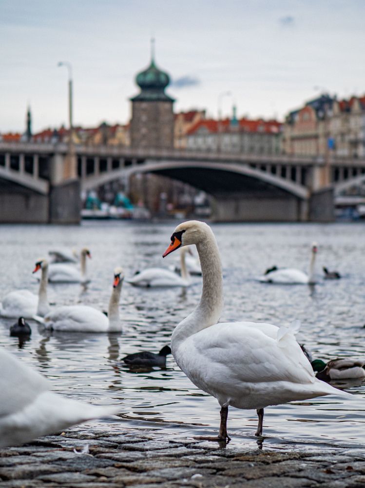 Фотография автора Доляна Горохова