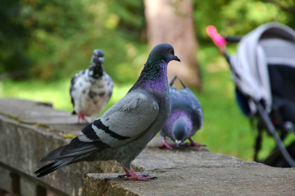 Фотография автора Анатолий Борисенко