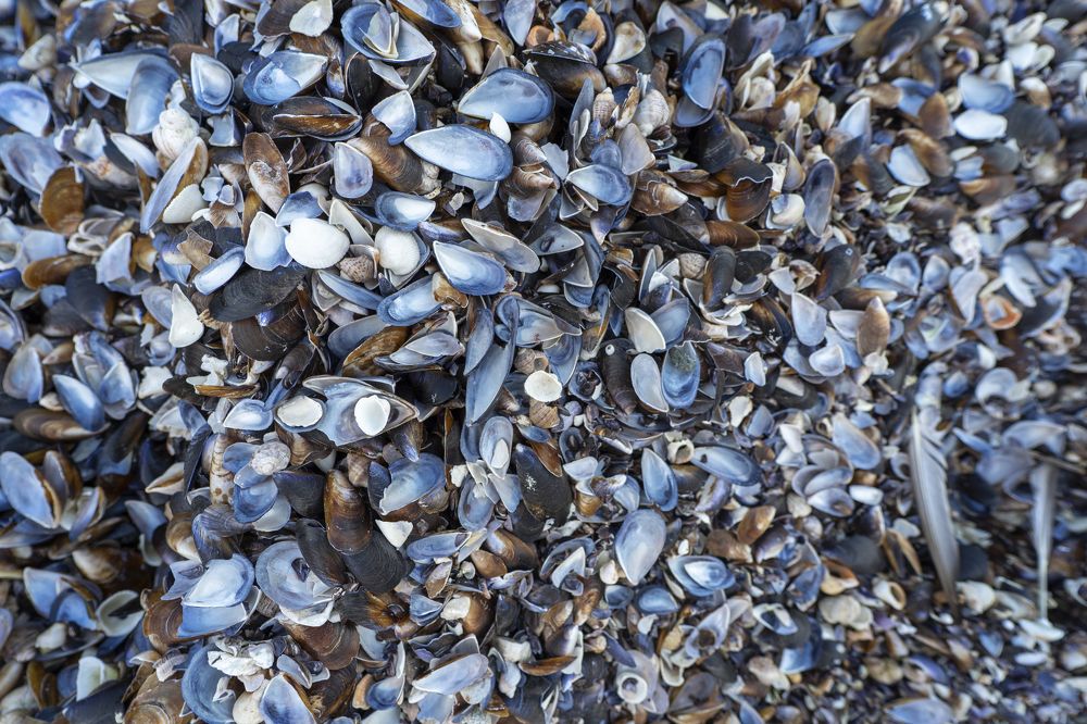 Фотография автора Ali VARILCI