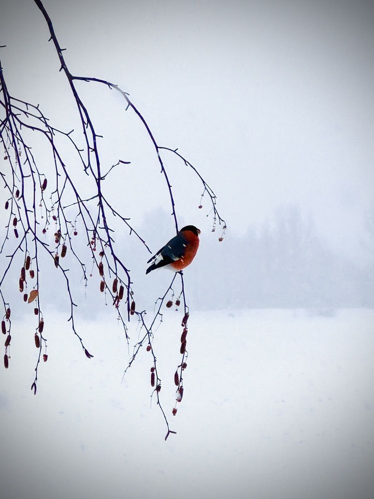 Photograph by Ксения Юртаева