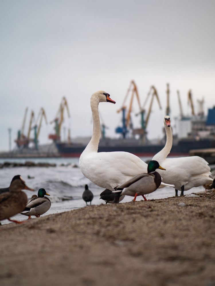 Фотография автора Доляна Горохова