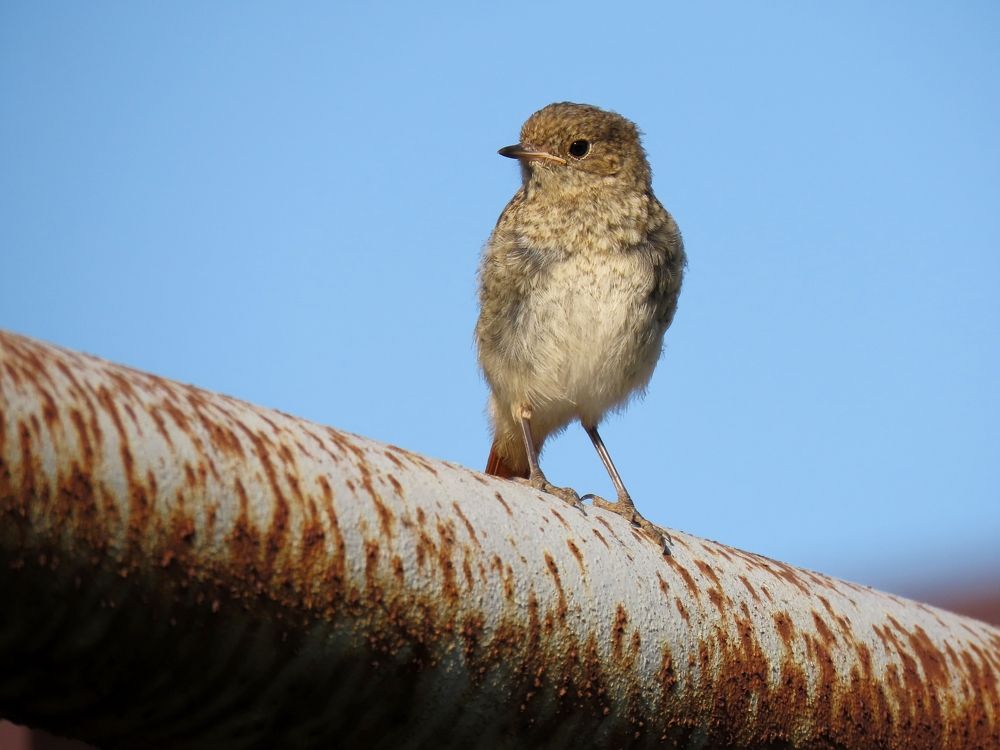 Птенец горихвостки