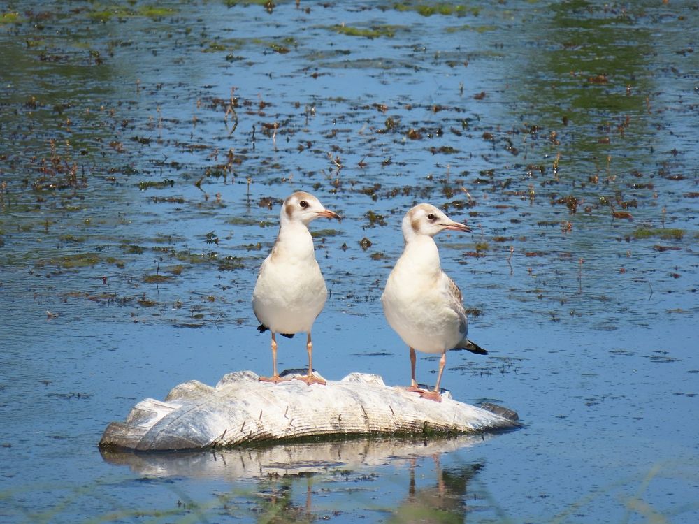 Двое из ларца