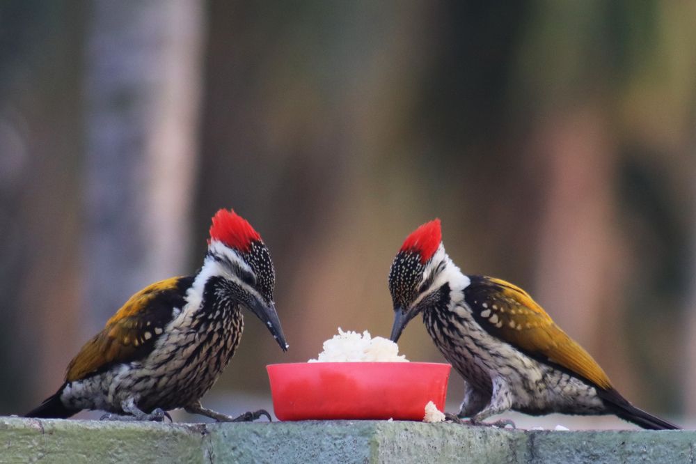 Photograph by SURAJIT SARKAR