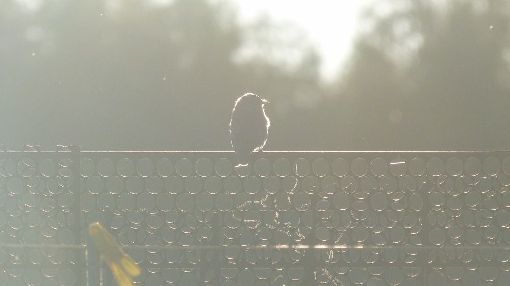 Серая мухоловка провожает солнце.