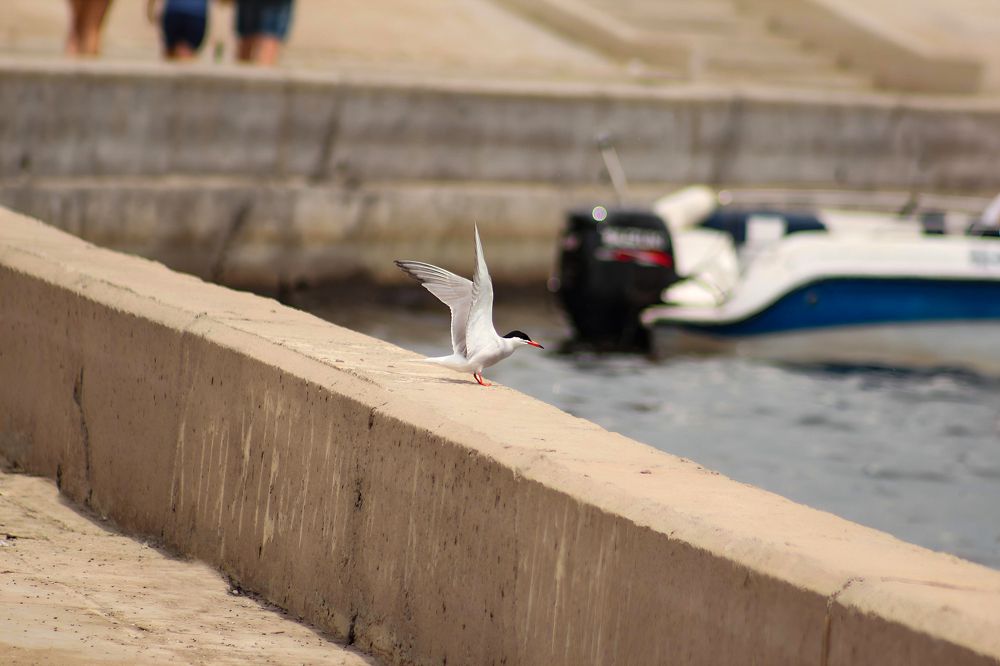 Photograph by Ирина Шибитова