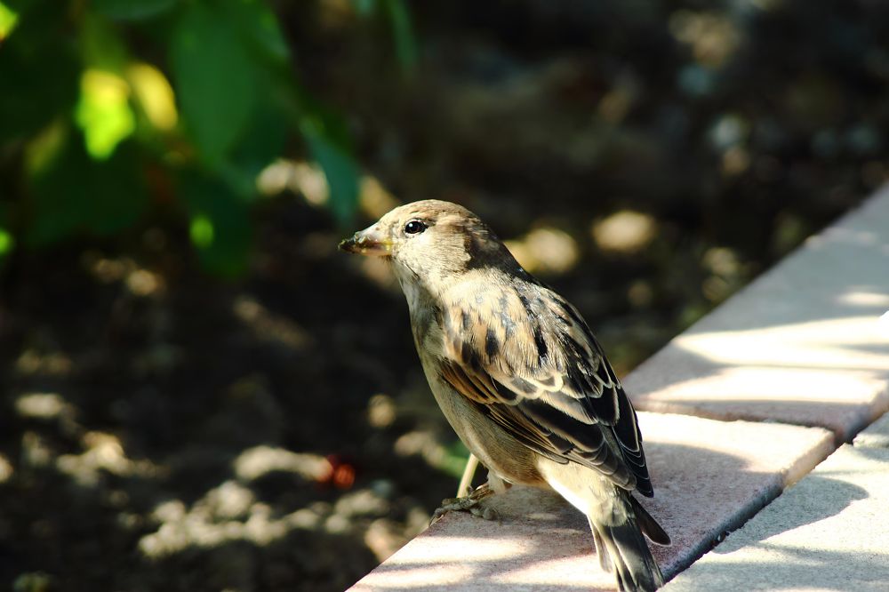 Photograph by Ирина Шибитова