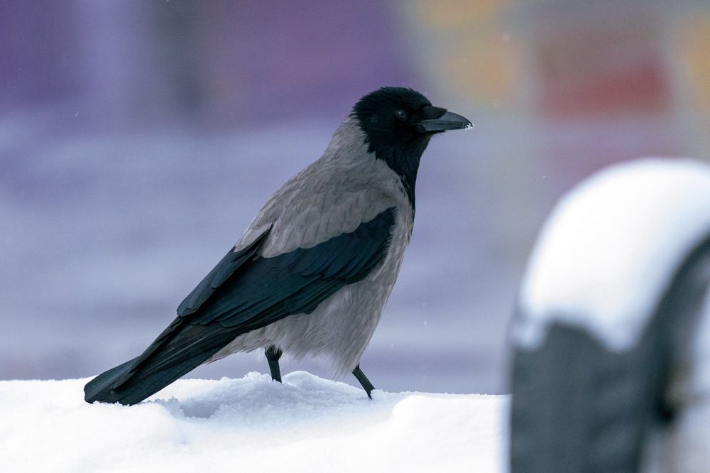 Photograph by Siarhei Saladukhin