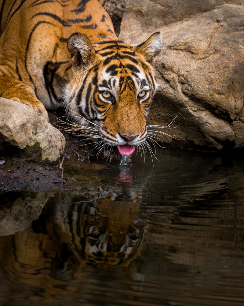 Фотография автора HITESH PATEL