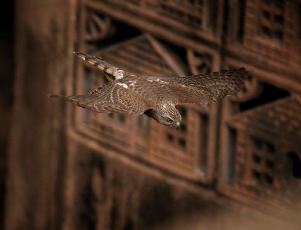 Photograph by SARAVANA MANICKAM