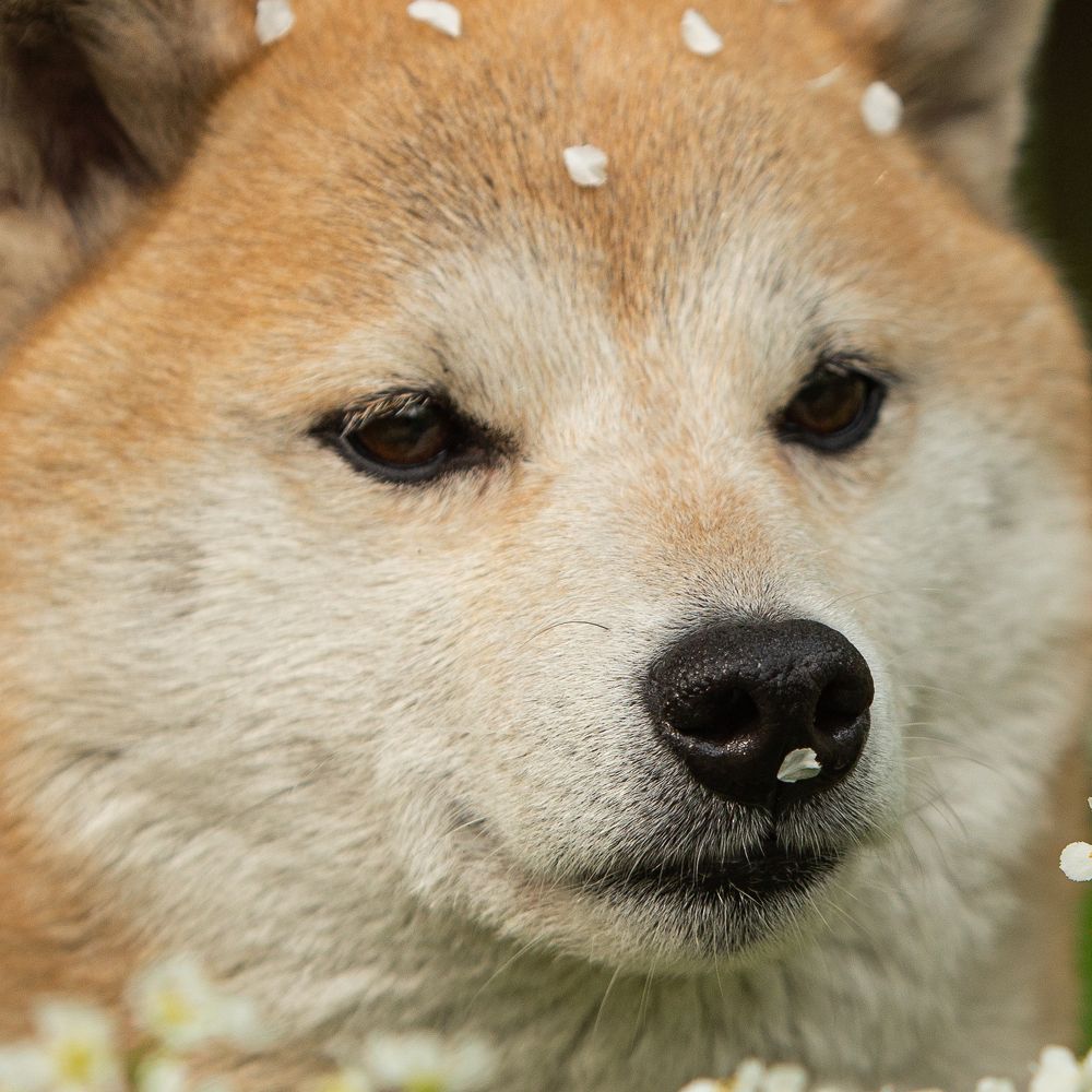 Черёмуховая