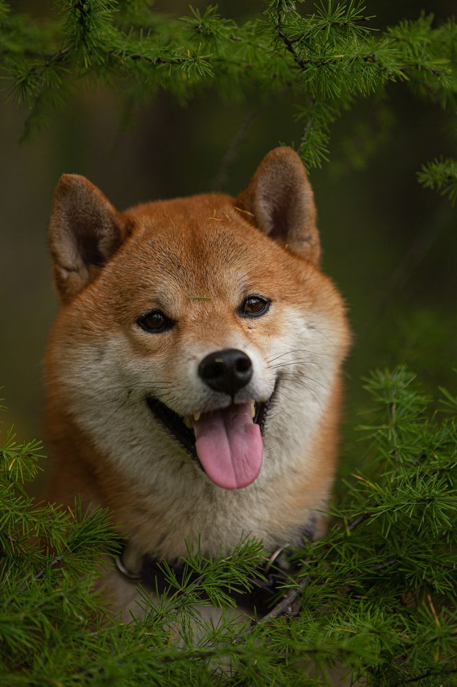 Собака-улыбака