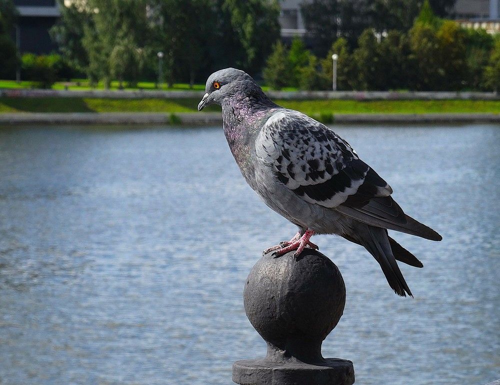 Photograph by Марина Раткун