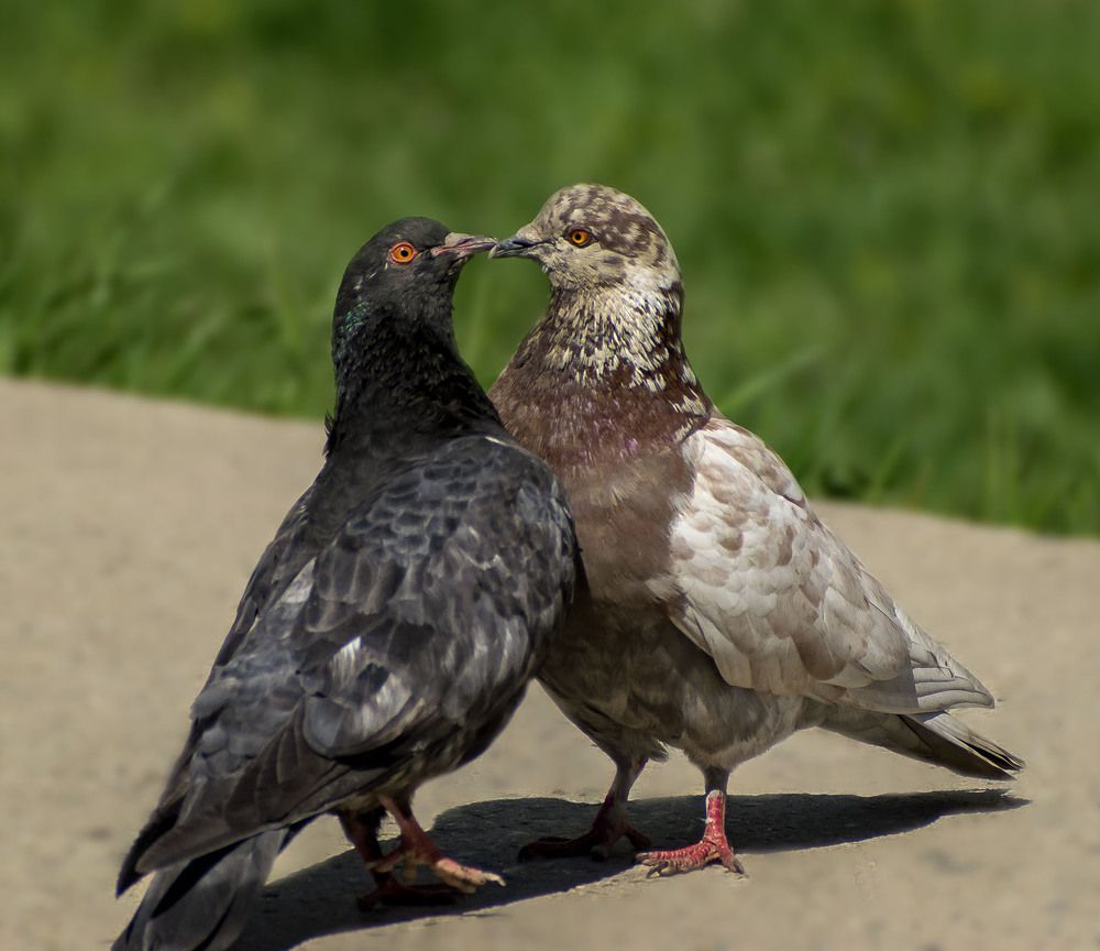 Любовь и голуби