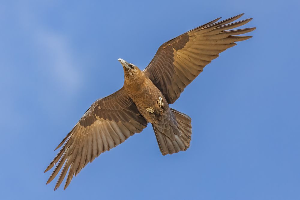 Soaring