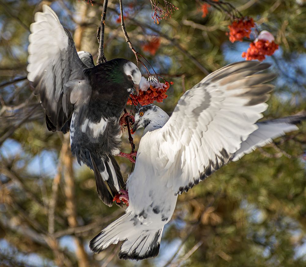 Воздушные баталии